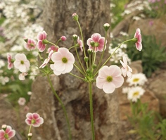 Androsace strigillosa 